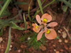 Moraea papilionacea
