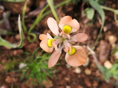Moraea papilionacea
