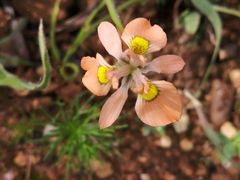 Moraea papilionacea