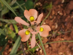Moraea papilionacea