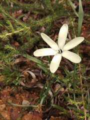 Sparaxis grandiflora fimbriata