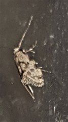 Barea atmophora
