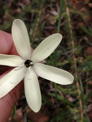 Sparaxis grandiflora fimbriata