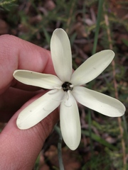 Sparaxis grandiflora fimbriata