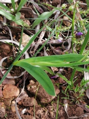 Sparaxis grandiflora fimbriata