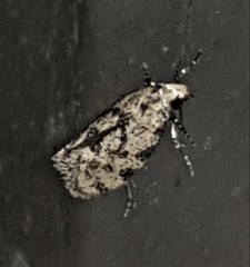 Barea atmophora