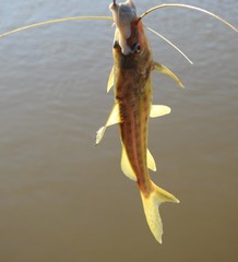 Pimelodus maculatus