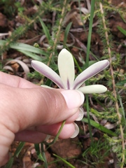 Sparaxis grandiflora fimbriata