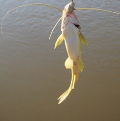 Pimelodus maculatus