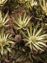 Leucadendron