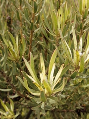 Leucadendron