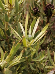 Leucadendron