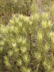 Leucadendron