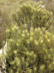 Leucadendron
