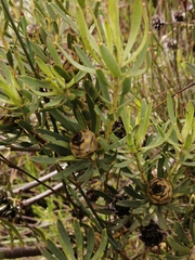 Leucadendron