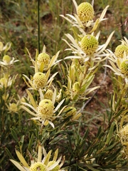 Leucadendron
