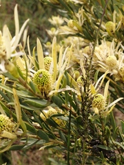 Leucadendron