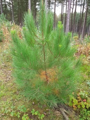 Pinus nigra laricio