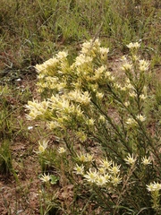 Leucadendron