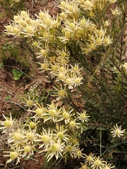 Leucadendron