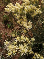 Leucadendron