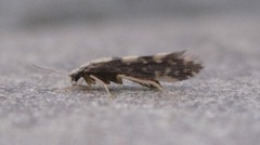 Agraylea