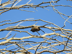 Stagmatoptera hyaloptera