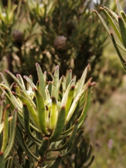 Leucadendron