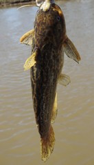 Auchenipteridae