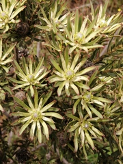 Leucadendron