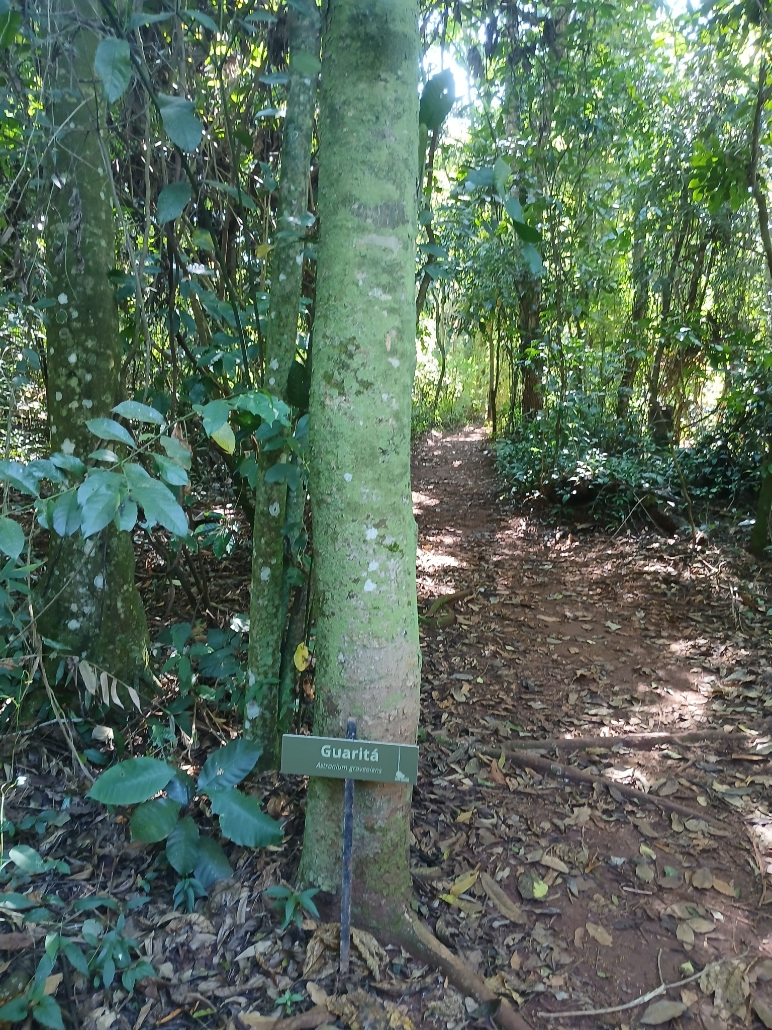Imagem de Guaritá