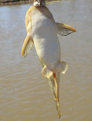 Auchenipteridae