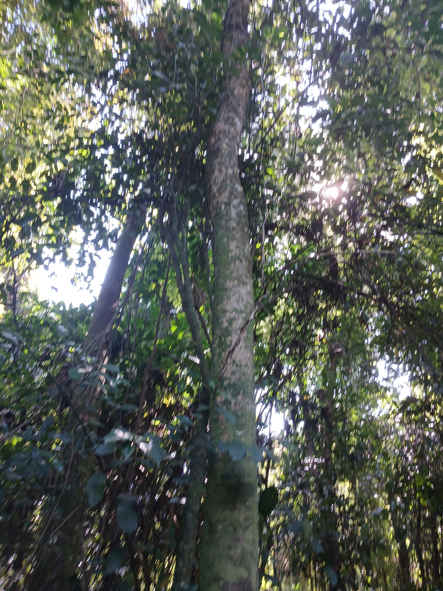 Imagem de Guaritá