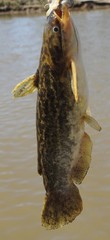 Auchenipteridae