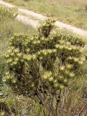 Leucadendron