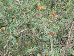 Ximenia americana microphylla