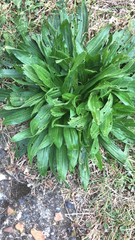 Plantago lanceolata