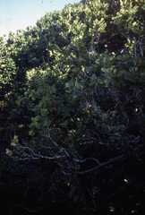Diospyros egrettarum