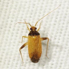 Phytocoris ramosus