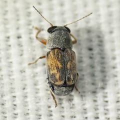 Pachybrachis uteanus