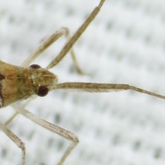 Phytocoris squamosus