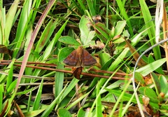 Argyrostrotis deleta