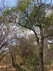 Diospyros quiloensis