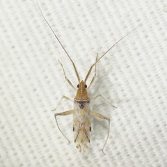 Phytocoris squamosus