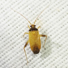 Phytocoris ramosus