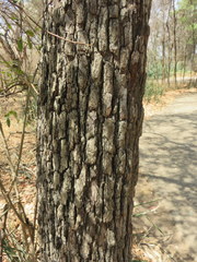 Diospyros quiloensis