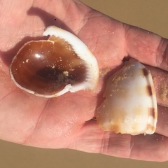 Phalium areola