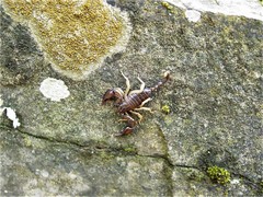 Euscorpius flavicaudis