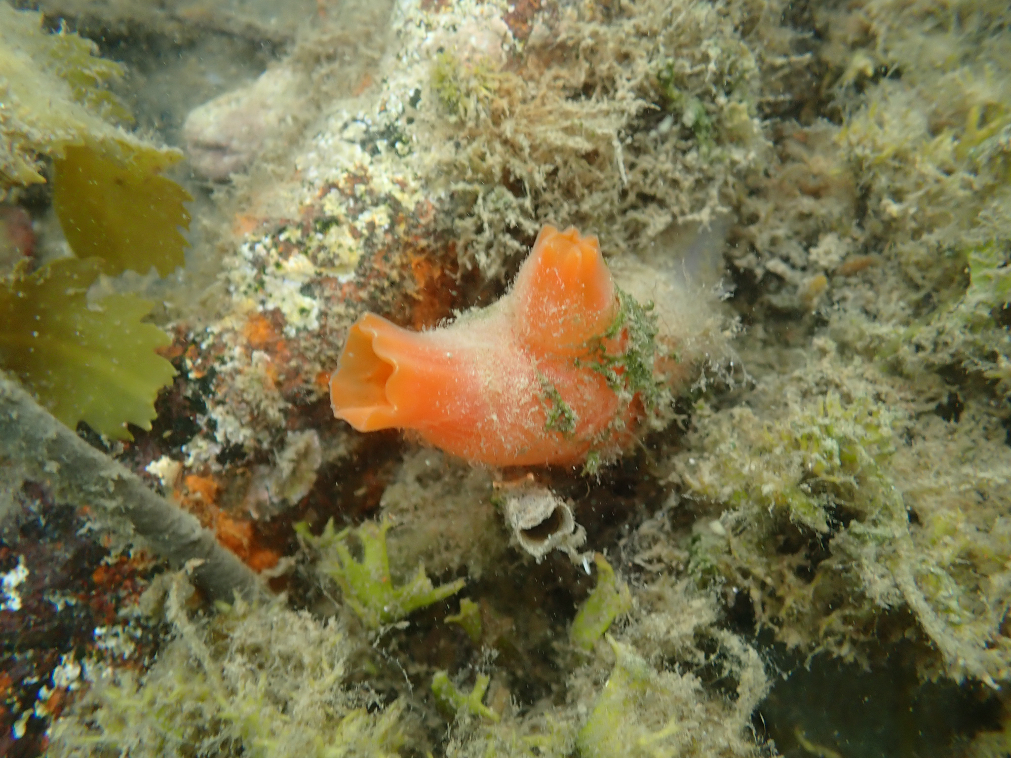 Ciona intestinalis (Linnaeus, 1767)