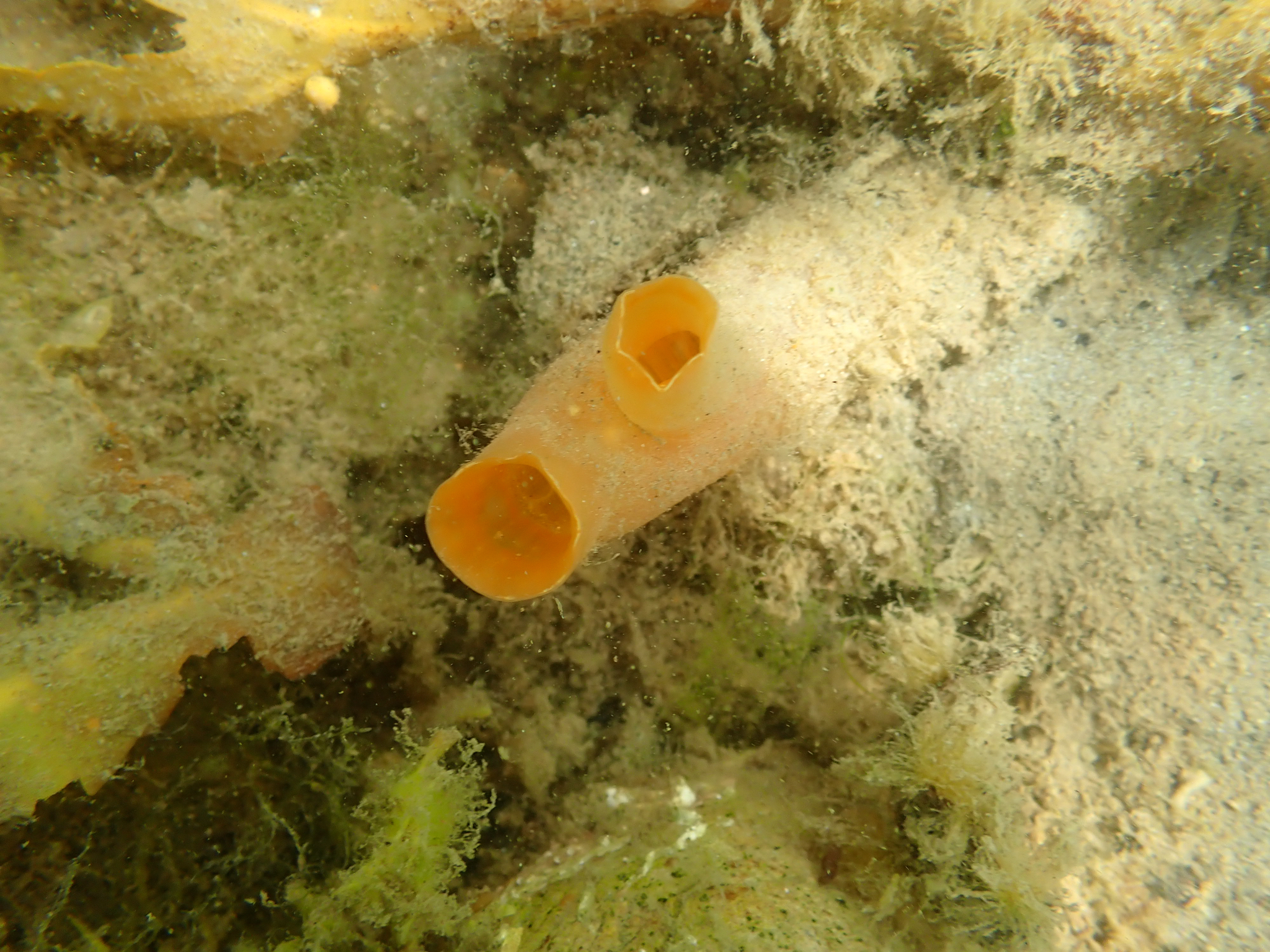 Ciona intestinalis (Linnaeus, 1767)